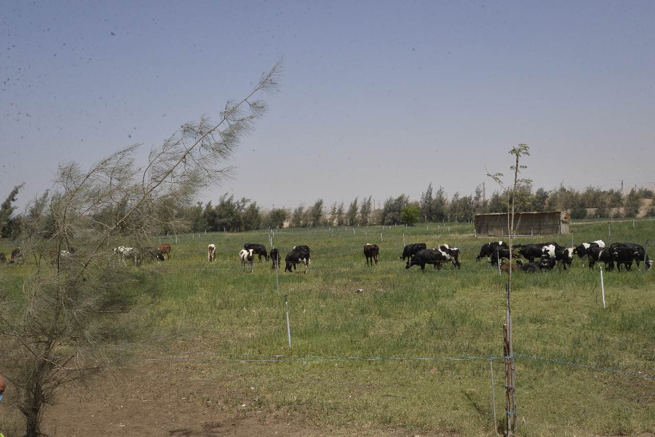 محافظ_أسيوط_ورئيس_سيمكس_يتفقدان_مزرعة_الشركة_والمدينة_الرياضية_(4)