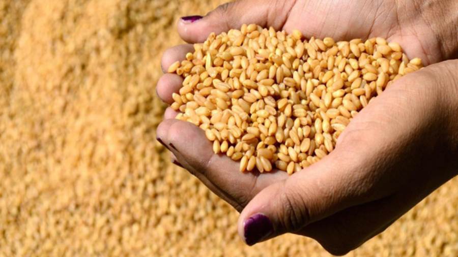 الدولة ترفع سعر توريد القمح لـ 2500 جنيه حافز لزيادة التوريد