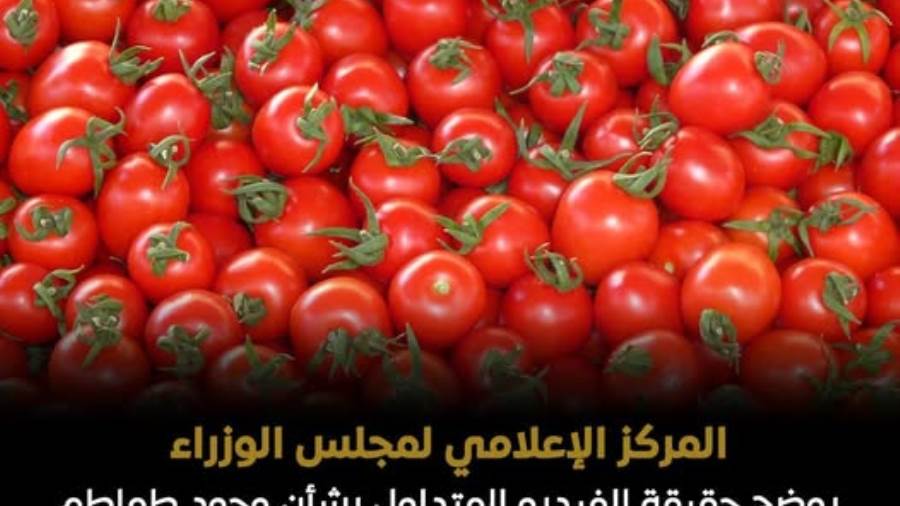 نقص التسميد وليس رش مواد ضارة.. "الحكومة" توضح حقيقة طماطم «الإثيريل»