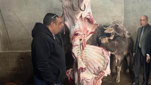 الزراعة: ضبط 189 طنًا من اللحوم الفاسدة خلال أسبوع