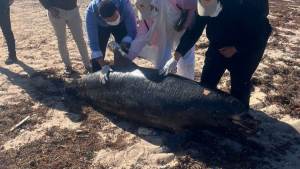 وزيرة التنمية المحلية والبيئة توجه بدفن الدرفيل النافق في رأس غارب