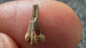 الصدفة تقود طالبة للعثور على طائر عاش بمصر من 40 مليون عام