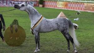 الزراعة: مصر خالية من طاعون الخيل الأفريقي