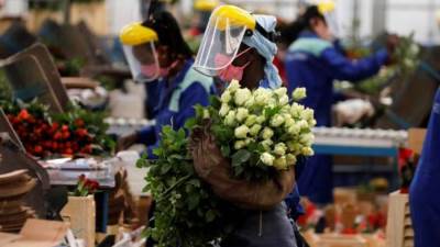 صادرات الزهور ٢٠٢٠ تعطر أسواق ٢٢ دولة على رأسها دولتين عربيتين 