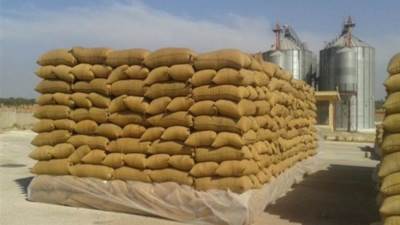 أرقام| 725 جنيها سعر توريد أردب القمح للتموين