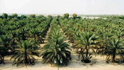 رئيس المهرجان: مصر قادرة على سد فجوة الجوع العالمية بالتمور