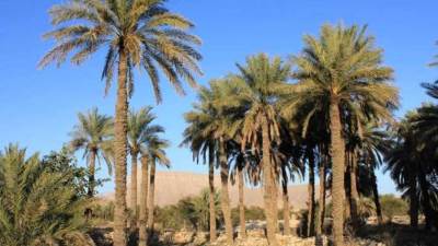 عضو «إنتاج الزيتون بمطروح» : على وزارتي «الزراعة والصناعة» الاهتمام بصناعة التمور