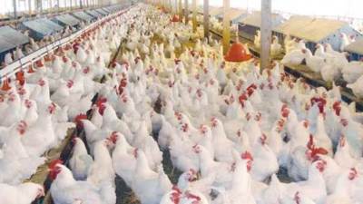 150 مليون جنيه غرامة علي5  سماسرة دواجن.. وخبير: حماية لقوت الشعب