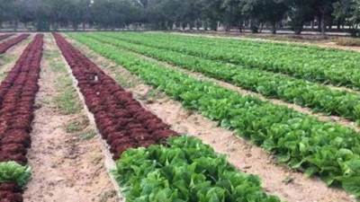 لمواجهة الموجة الحارة .. حزمة توصيات زراعية لمحاصيل الخضر والفاكهة