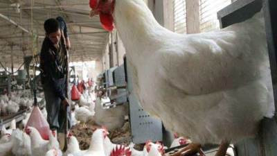 "السماسرة" كلمة السر في ارتفاع أسعار الدواجن في رمضان