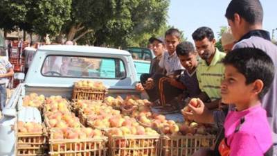 شائعة كل موسم.. ماهي حقيقة الخوخ المسموم ؟