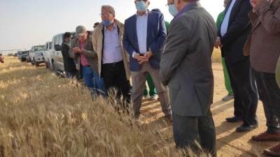 توريد القمح 2021 .. التموين تتوعد الموردين الغشاشين والزراعة تبشر الفلاحين