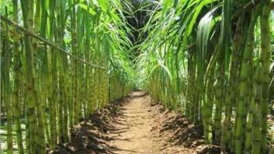 أبرزها توفير ٢٥٠ مليون جنيه..  5 مزايا لمشروع شتل القصب 