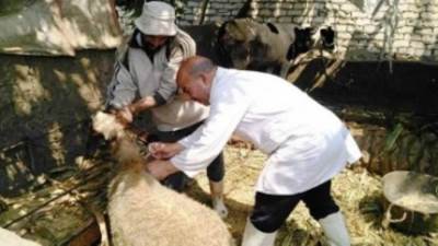 تحصين 1.6 مليون رأس ماشية ضد «الجلد العقدي» و«جُدري الأغنام»