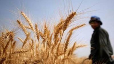 «الذهب الأصفر» يغادر الغيطان.. 28 شونة تستقبل موسم توريد القمح بأسيوط