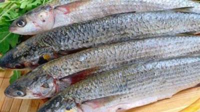 "الصحة" تحذر: الفسيخ يهدد حياتك