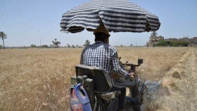 بالأرقام.. ننشر حصاد القمح بمدن ومراكز محافظة أسيوط