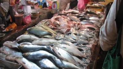 الماكريل بــ 35 جنيها.. كيف تغيرت أسعار الأسماك اليوم الأحد؟