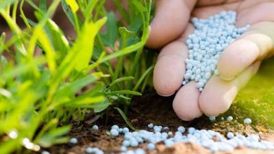 «الفلاحين» تحذر من تأخر وصول الأسمدة لمزارعي القصب.. اعرف التفاصيل