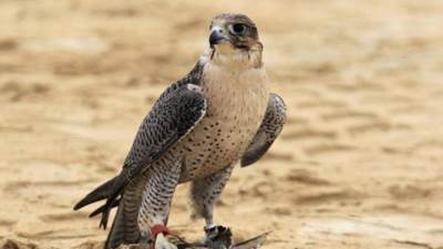 السعوديون والصقور.. على خُطا الأجداد في الوفاء لشريك الحياة البدوية