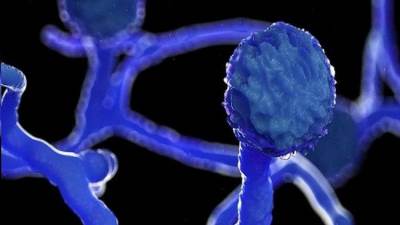 هل ظهرت سلالة الفطر الأسود بين مصابي كورونا في مصر؟.. اعرف الإجابة