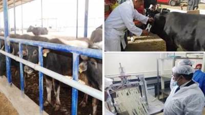 بإجمالي تمويل 4.5 مليار جنيه.. آخر تطورات التوسع في المشروع القومي للبتلو