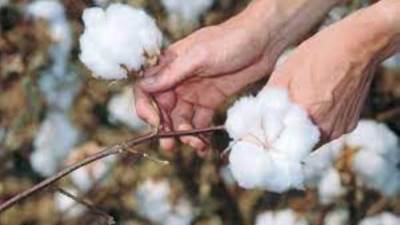 زراعة دمياط تزف بشرى سارة لمزارعي القطن 