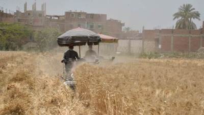 توريد 132 ألف طن قمح إلى الشون والصوامع بأسيوط