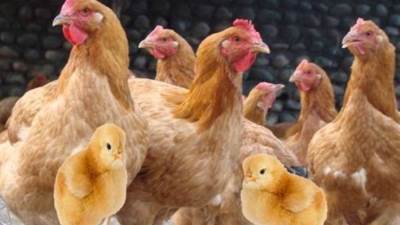 حقيقة ظهور بؤر جديدة من فيروس إنفلونزا الطيور  H10 في مصر