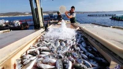 رئيس "الثروة السمكية" يكشف موعد تحقيق مصر للاكتفاء الذاتي