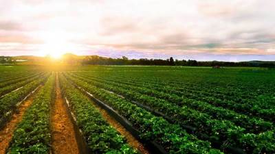 "الزراعة" تكشف أهم مميزات مشروع الدلتا الجديدة