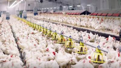 حقيقة استخدام مضادات حيوية محظورة عالمياً في مزارع الدواجن بمصر