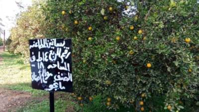 الزراعة تبيع "ثمار" مزرعة المطاعنة في مزاد علني.. إليك الموعد