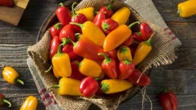 الحجر الزراعي يكشف شروط تكويد مزارع "الفلفل" الراغبة في التصدير