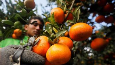 رجل أعمال مصري يمتلك مزرعة برتقال بحجم مدينة "بيروت"