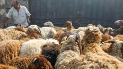 الغرامة «3 آلاف جنيه».. تفاصيل حظر إقامة سرادقات بيع الأضاحى بالشوارع