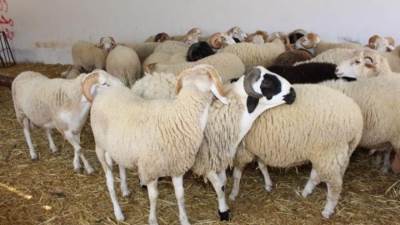 ١٢ توصية من الزراعة للمواطنين قبل شراء وذبح الأضاحي