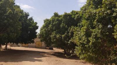 لمواجهة التغيرات المناخية.. الزراعة ترفع كفاءة الغابات الشجرية