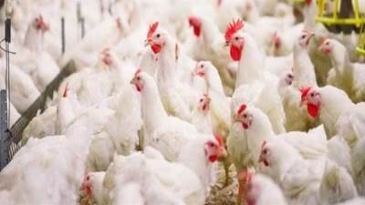 كل ما تريد معرفته عن أسعار الدواجن اليوم الأربعاء