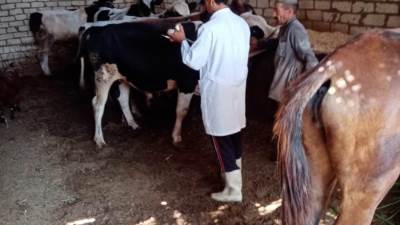 الزراعة  تعلن عن قفزة ضخمة في تمويل "البتلو"..إليك التفاصيل