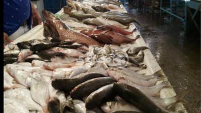 البلطي بــ 20 جنيها.. تعرف على أسعار الأسماك اليوم الأحد