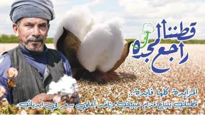 «قطاع الأعمال» تكشف عن سعر القنطار في أول مزاد للقطن موسم 2022-2021