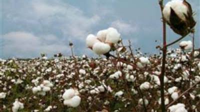 سعر القنطار 4630 جنيهًا.. تفاصيل أول مزاد للقطن بالوجه البحري