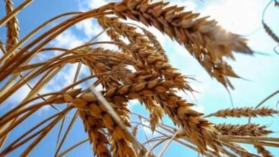 ارتفاع سعر القمح لأعلى مستوى في جلسات التداول الأوروبية