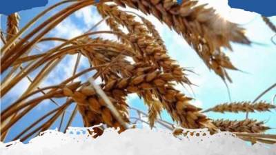 وزير الزراعة يعلن اعتماد الهند كمنشأ جديد لاستيراد القمح