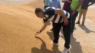 الحجر الزراعي: نتيجة تحليل القمح الهندي مطابقة للمعايير ونسبة البروتين تتعدي ١٤٪؜