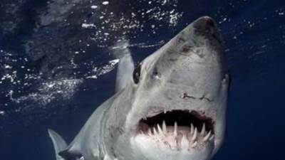 سمكة القرش ماكو تهاجم شاطئ سهل حشيش.. وغلق تام لمدة ٣ أيام