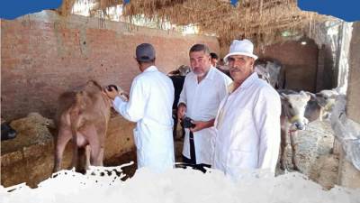 وزير الزراعة يناشد المربيين التأمين على مواشيهم لتعويضهم في حالة الخسارة