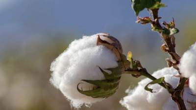 العالم يعاني من نقص القطن بسبب تغير المناخ.. والأسعار على موعد مع موجة ارتفاعات جديدة