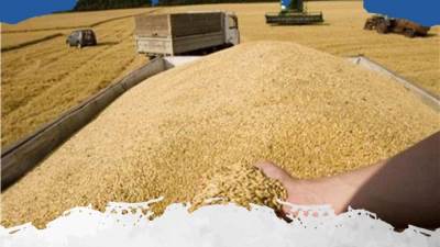 التموين تطرح 12 ألف طن قمح روسي بالبورصة السلعية